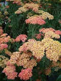 Achillea (yarrow) close-up showing flat clusters of pale yellow flowers and feathery grey-green foliage