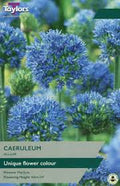 Allium caeruleum 12 bulbs