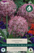 Allium christophii (Star of Persia) ornamental allium with large spherical lilac star-shaped flower head in garden