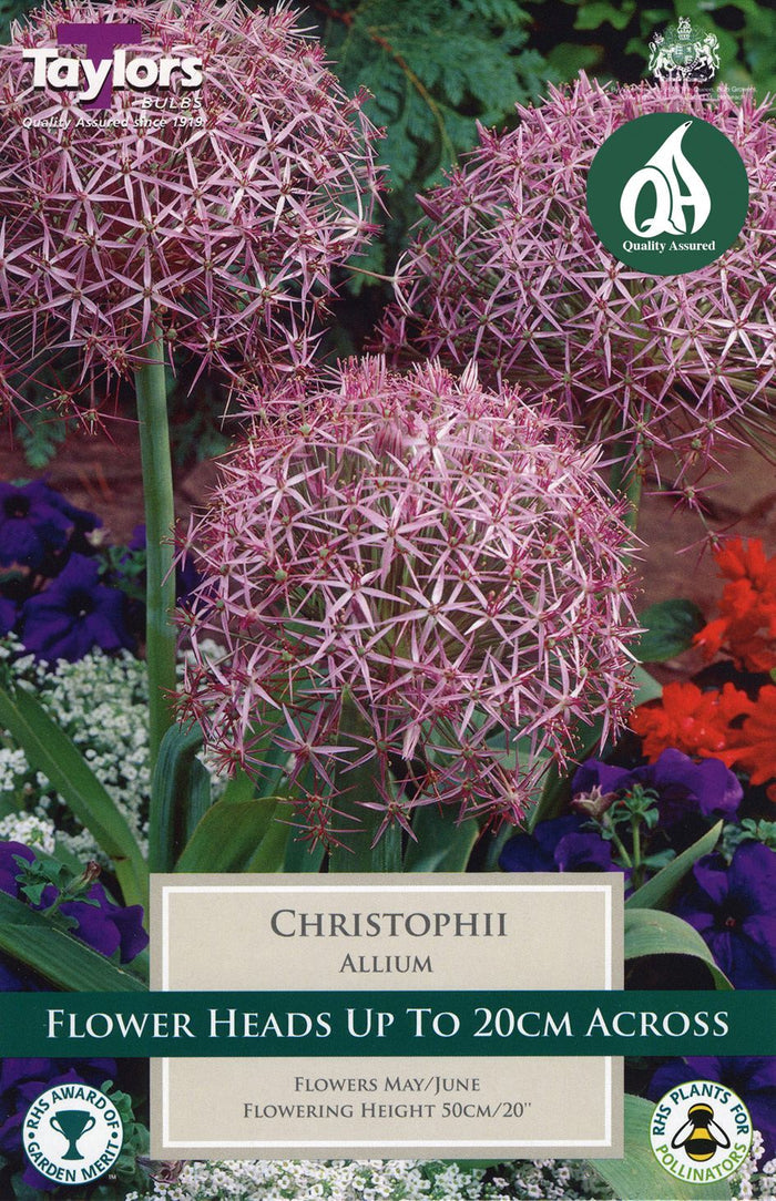Allium christophii (Star of Persia) ornamental allium with large spherical lilac star-shaped flower head in garden