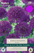 Ornamental Allium Purple Sensation with purple globe flowerheads on tall stems
