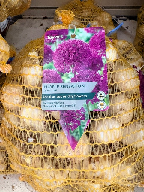 Allium Purple Sensation (50)