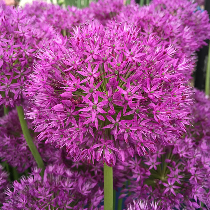 Purple flowering bedding plants in nursery tray at Pengelly Garden Centre