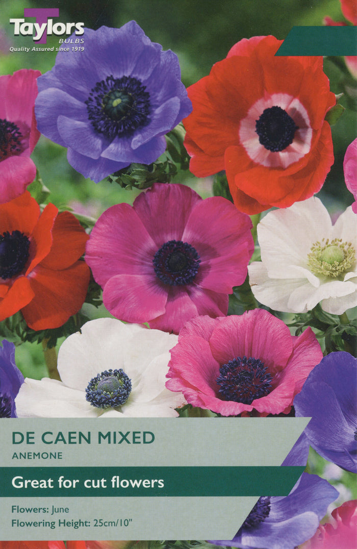 Mixed Anemone de Caen spring blooms in red, pink and white for borders and cutting gardens