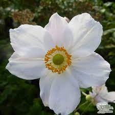 Anemone x hybrida Honorine Jobert white Japanese anemone with yellow centres on tall stems and dark green foliage