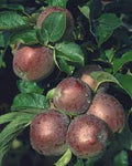 Spartan apple tree cultivar with glossy red apples on a leafy branch, ideal dessert apple tree for home orchards