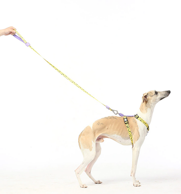 Bari Lightning Chest Collar - Dogs and Horses
