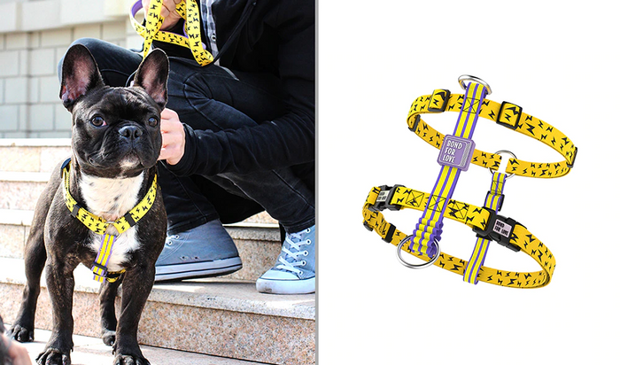 Bari Lightning Chest Collar - Dogs and Horses