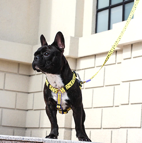 Bari Rhombus Leash - Dogs and Horses