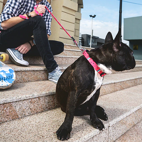 Bari Rhombus Leash - Dogs and Horses