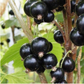 Pengelly Garden Centre website screenshot showing plant product listings, prices, search bar and navigation menu