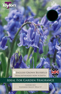 Carpet of native English bluebells (Hyacinthoides non-scripta) carpeting a Cornish woodland floor in spring