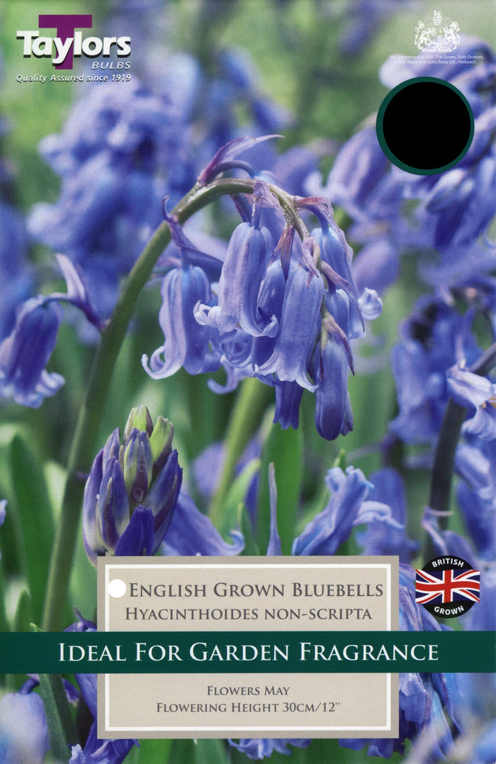 Carpet of native English bluebells (Hyacinthoides non-scripta) carpeting a Cornish woodland floor in spring