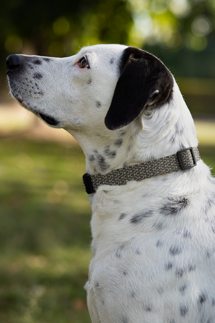 C21 Pattern Pet Collar