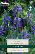 Camassia Leichtlinii Caerulea