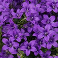 purple bedding plants in nursery tray ready for planting at Pengelly Garden Centre