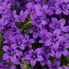 purple bedding plants in nursery tray ready for planting at Pengelly Garden Centre