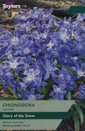 Chionodoxa Luciliae