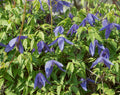 Clematis alpina Blue Dancer showing clusters of nodding sky-blue bell-shaped flowers on a compact climbing vine