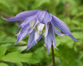 Blue-flowered hardy geranium Bredon Blue with deeply divided green leaves in garden setting