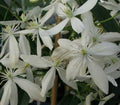 Camellia armandii evergreen shrub with glossy dark green leaves and white fragrant flowers