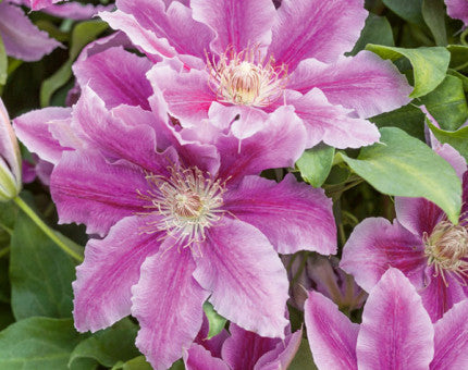 Clematis Dr Ruppell hardy climbing clematis with deep maroon single bell-shaped flowers and green foliage