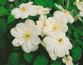Clematis Guernsey Cream climber with creamy double flowers and glossy green leaves, ideal for trellis and garden borders