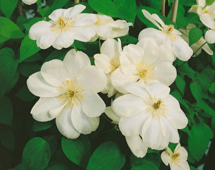 Clematis Guernsey Cream climber with creamy double flowers and glossy green leaves, ideal for trellis and garden borders