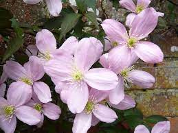 Clematis montana Elizabeth 3ltr with pale pink single star blooms and glossy green foliage at Pengelly GC Cornwall