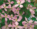 Clematis montana Vera climbing clematis with abundant white spring flowers and lush green foliage on a trellis