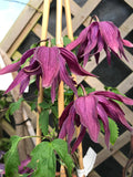 Colourful potted bedding plants displayed on wooden benches at Pengelly Garden Centre outdoor nursery