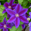 assorted spring bedding plants in plastic cell trays at Pengelly Garden Centre display