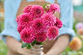 Alyshia perennial with pale pink clustered flowers and green foliage in garden centre setting