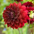 Arabian Night bedding plant cultivar showing dark velvety purple flowers and green foliage close-up