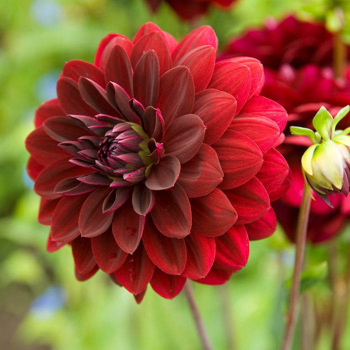 Arabian Night bedding plant cultivar showing dark velvety purple flowers and green foliage close-up