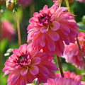 Dahlia Belfloor vibrant orange-red double bloom with layered petals and green foliage in a garden setting