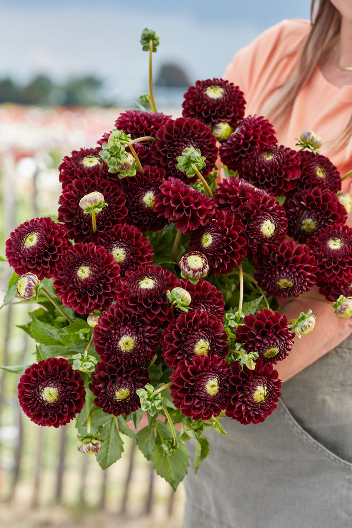 Black Pierre perennial with dark burgundy foliage and pale pink cluster flowers in nursery pot
