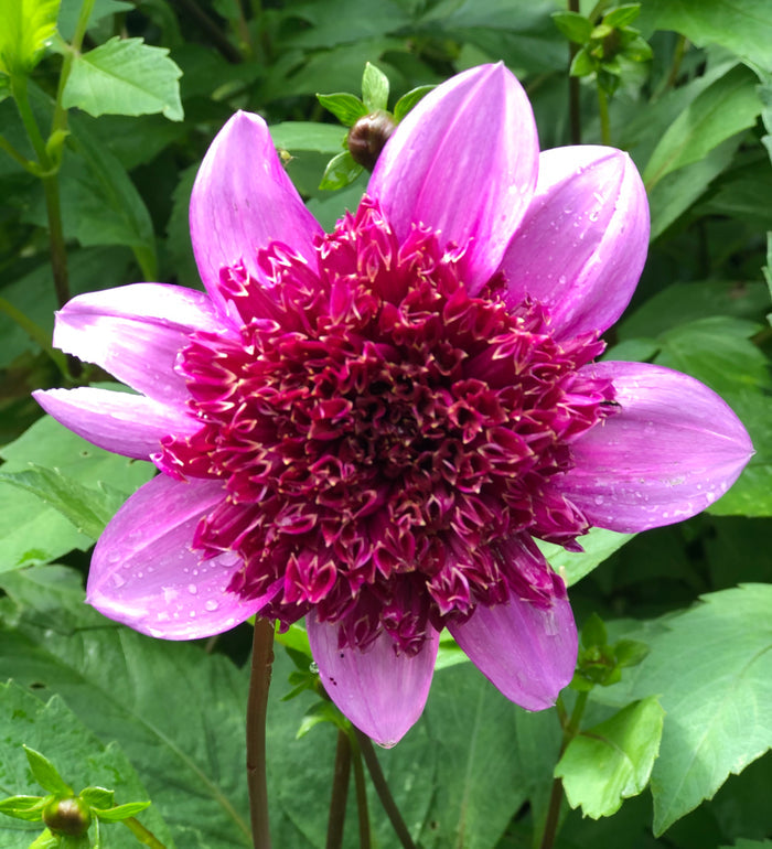 Anemone Blue Bayou perennial with purple-blue single blooms, dark centres and glossy green foliage