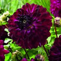 Download icon linking to Pengelly Garden Centre brochure and plant centre information, Cornwall