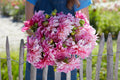 Cut Cafe au Lait Royal dahlia bouquet with large creamy apricot blooms and green stems