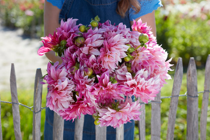 Cut Cafe au Lait Royal dahlia bouquet with large creamy apricot blooms and green stems