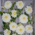 Large pale peach cream dahlia Cafe au Lait Supreme in full bloom showing layered petals and yellow centre