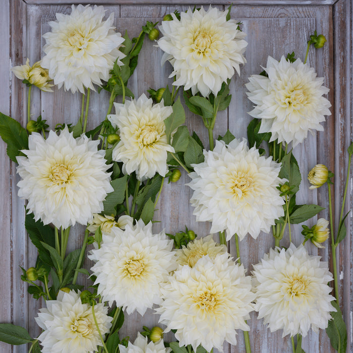 Large pale peach cream dahlia Cafe au Lait Supreme in full bloom showing layered petals and yellow centre