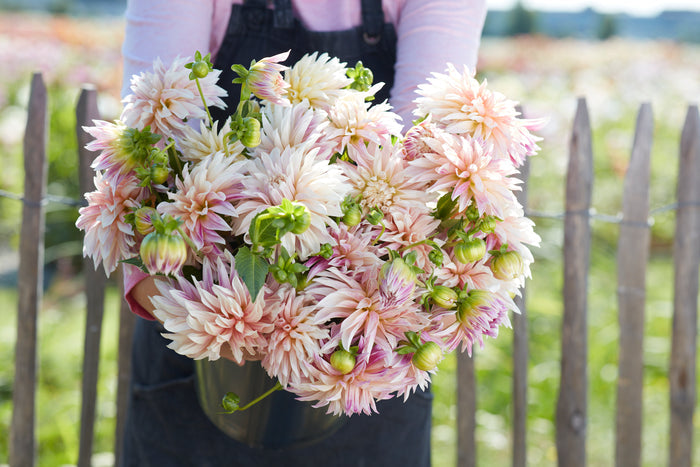 Café de Paris hand-tied bouquet of peach and cream roses with eucalyptus and mixed greenery, gift wrap