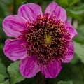 Potted plant labelled Dad's Favourite with green foliage and small pink flowers on wooden shelf