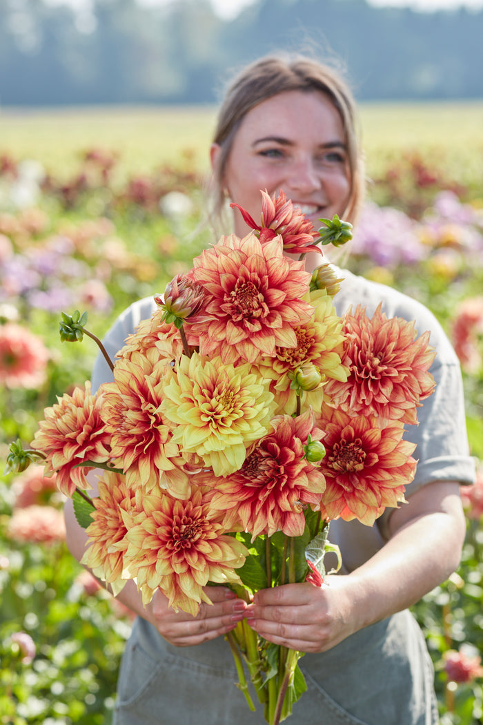 Dazzling Magic flowering plant in a pot showing clusters of mixed-colour blooms and glossy green leaves