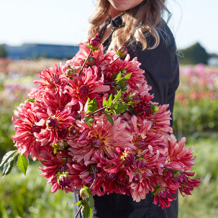 Dutch Delight tulip bulb pack with labelled packaging and pink tulip blooms