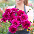 Dahlia Fuchsia Charm with vivid fuchsia-pink fully double blooms and dark green foliage
