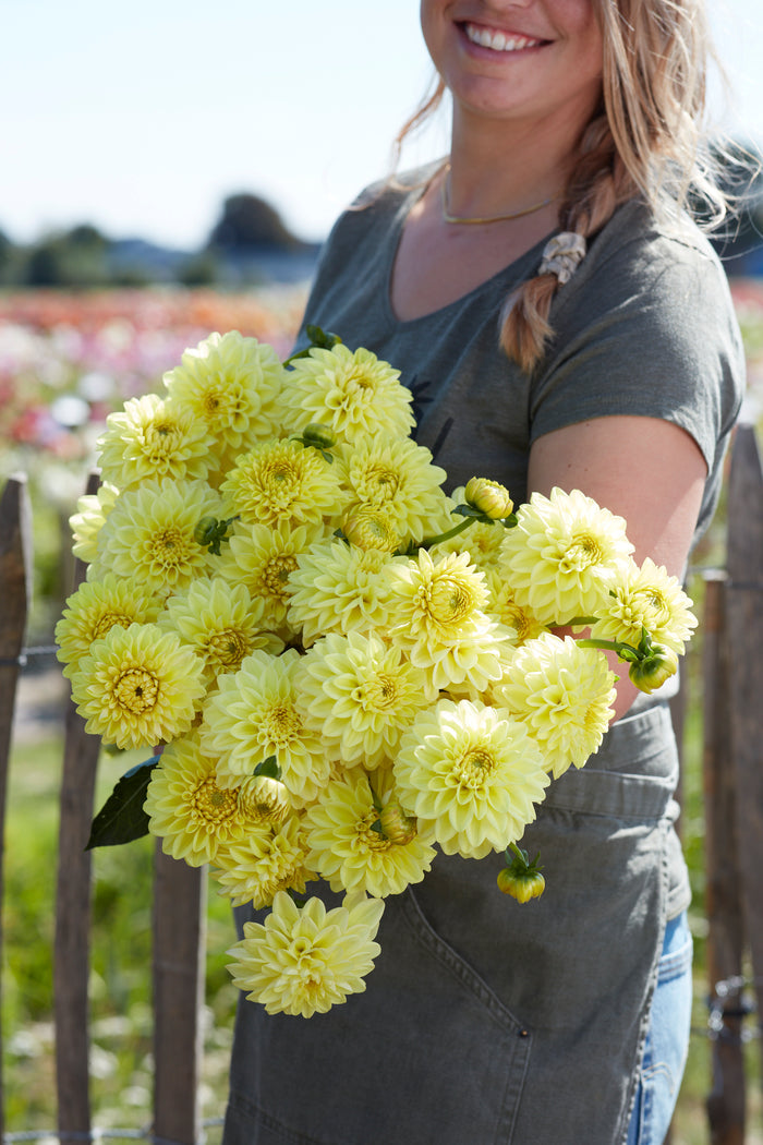 Yellow daisy-like GoldenEye flowers with dark brown centres and green foliage