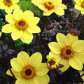 Bright hanging baskets with colourful summer flowers displayed at Pengelly Garden Centre for 2021 hanging basket party
